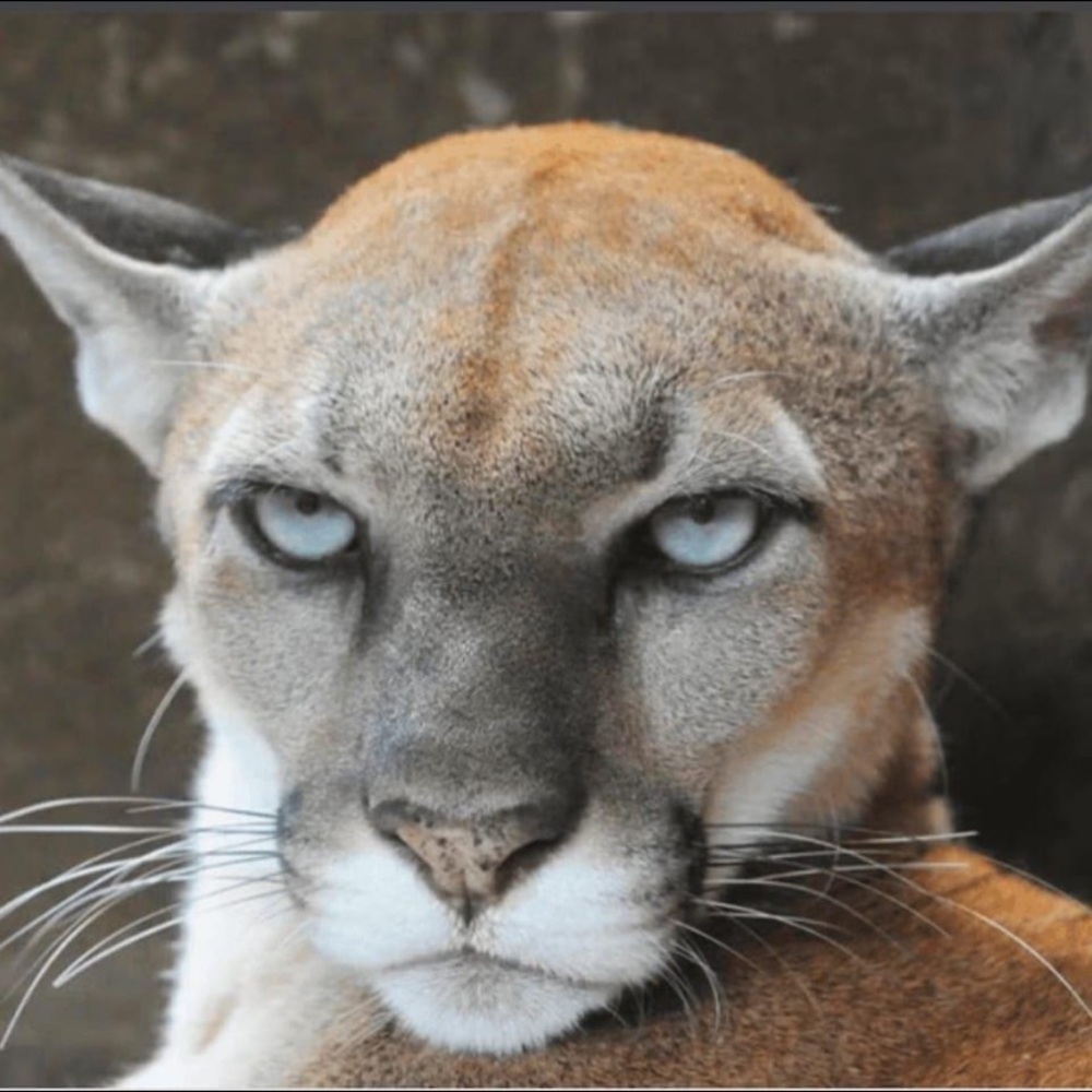 Meet your Posher, Joshua